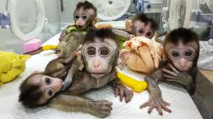 China’s CRISPR Revolution: Gene Editing at the Edge of Ethics and Innovation